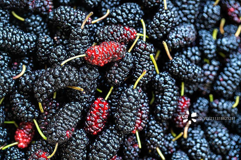 采摘的新鲜桑葚图片素材