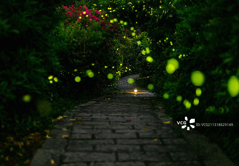 水濂虫影图片素材