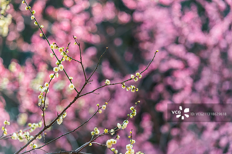 河南郑州碧沙岗公园春季梅花户外风光图片素材
