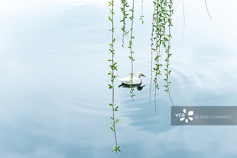 西湖水暖鸭先知图片素材