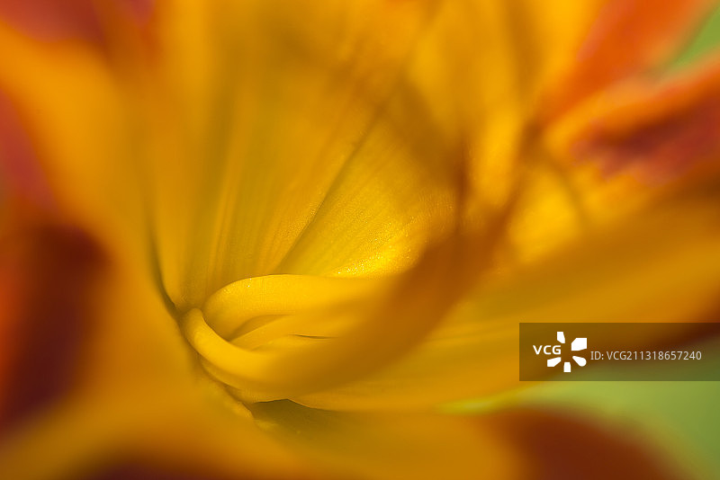 萱草局部  拍摄于社区花坛图片素材