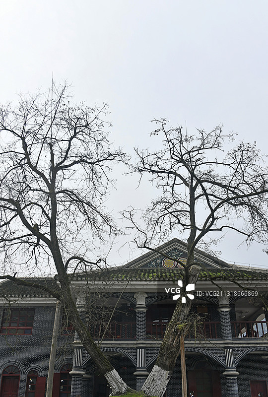 贵州遵义：遵义会议会址旁边的老槐树图片素材