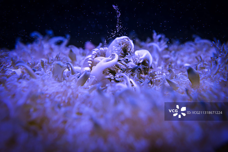 梦幻水母图片素材