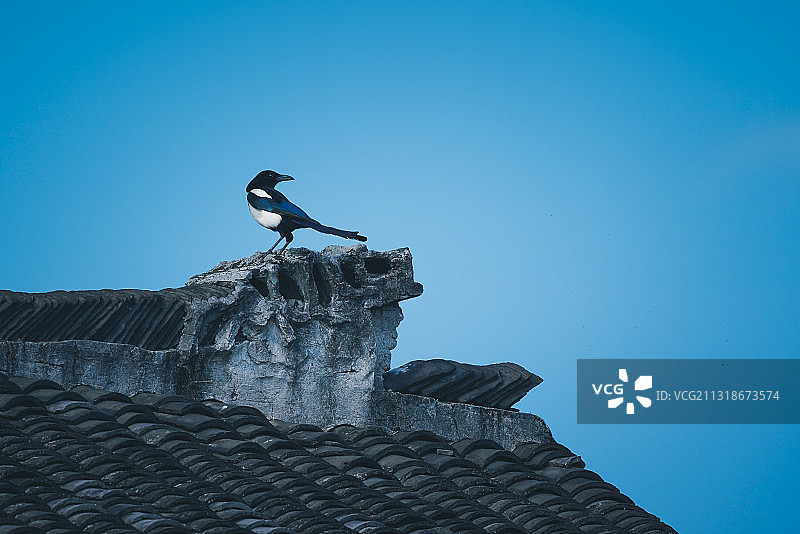 Magpie 喜鹊图片素材