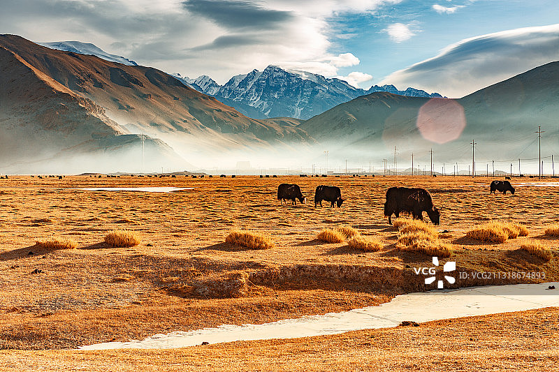 雪山下牦牛在金黄色的草甸上吃草图片素材