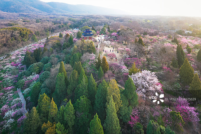 春天的梅花山图片素材