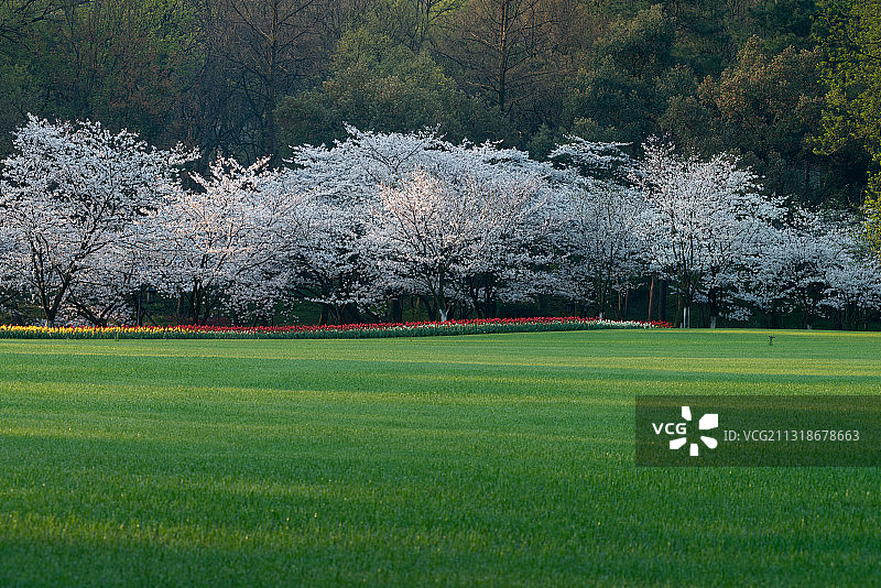 浙江杭州西湖春天自然风光图片素材