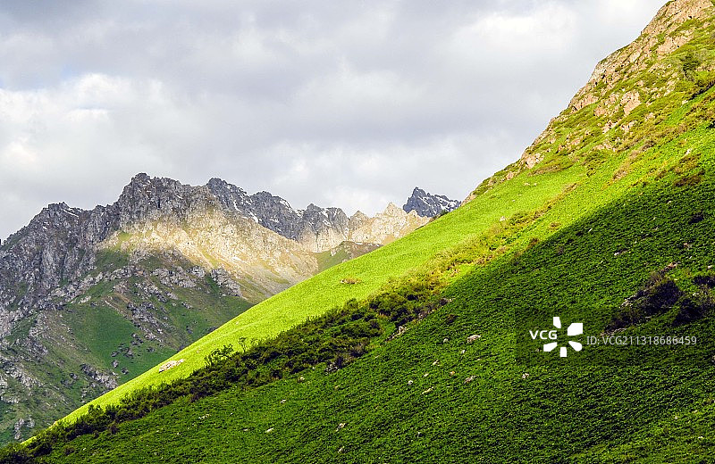 新疆维吾尔自治区巩乃斯草原山坡上的植被图片素材