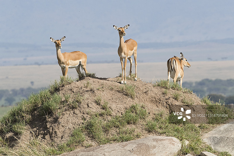 黑斑羚图片素材