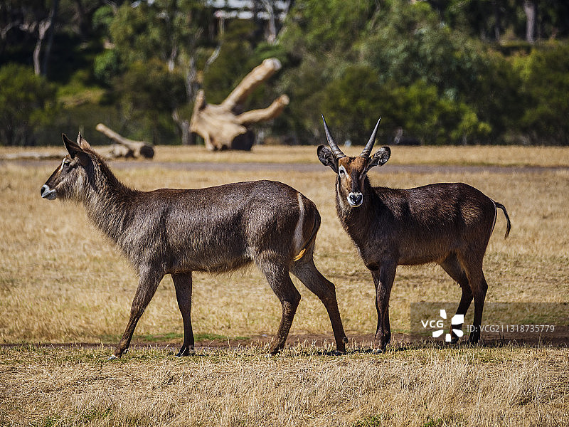 鹿站在田野上的侧视图图片素材