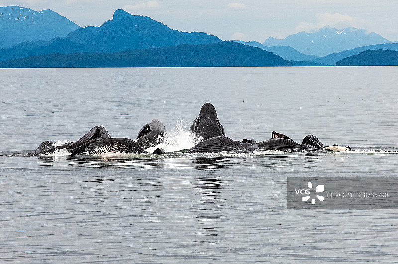 美国阿拉斯加州弗雷德里克湾的座头鲸图片素材