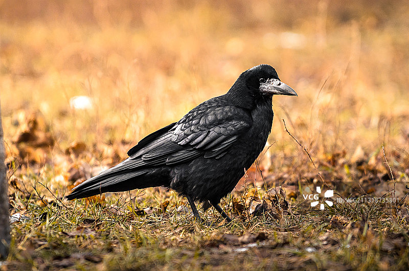 鸟儿栖息在田野上的特写，乌克兰图片素材