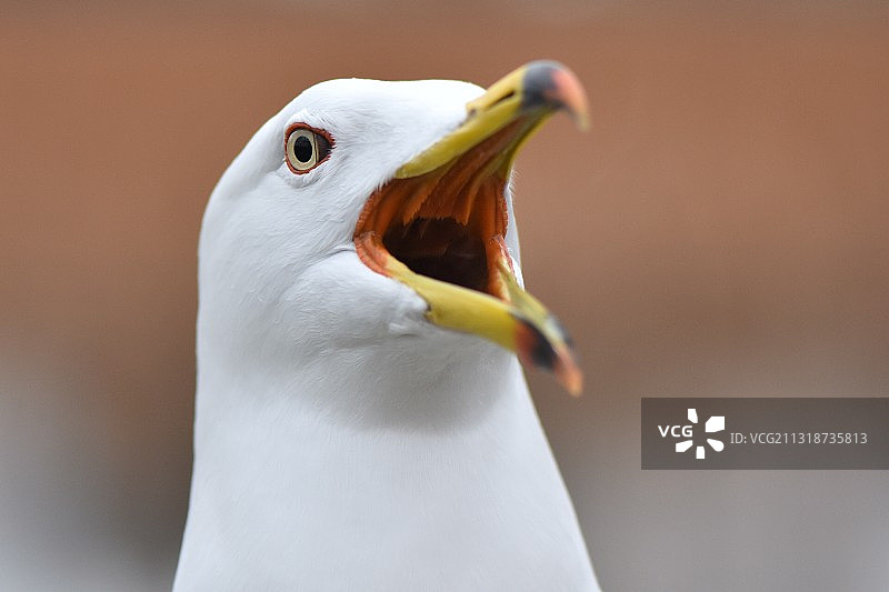 日本东京台东区的海鸥特写图片素材