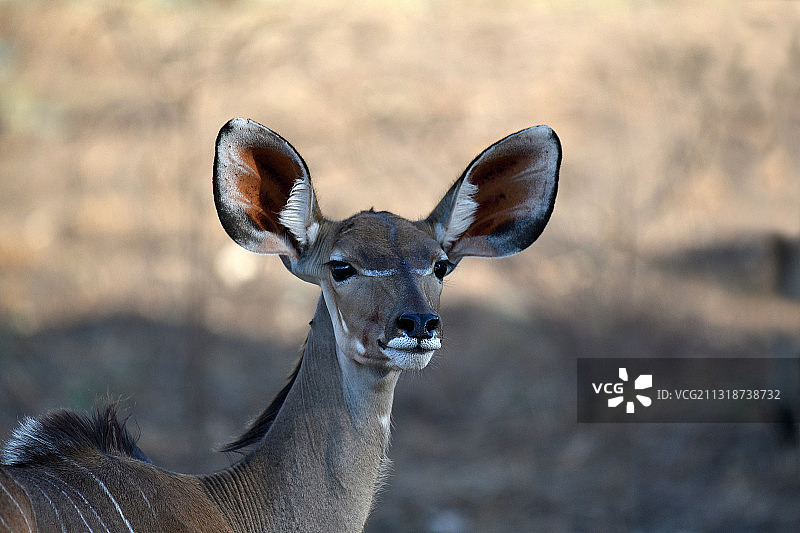 站在赞比亚姆皮卡田野上的鹿的肖像图片素材