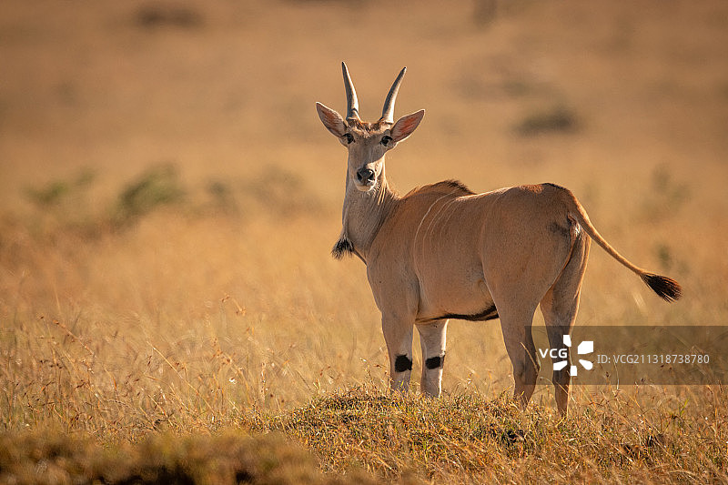 坦桑尼亚塞伦盖蒂，原野上站立的鹿的肖像图片素材