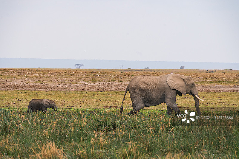 非洲象和幼崽在肯尼亚安博塞利国家公园草地上行走的侧面照图片素材