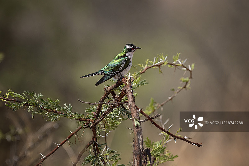 南非比勒陀利亚国家公园：栖息在树枝上的鸟类特写图片素材