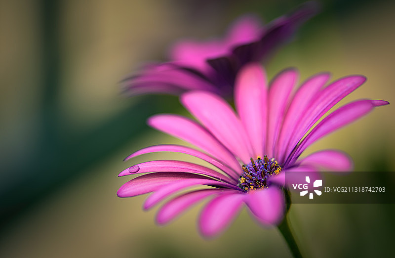 粉色雏菊与水滴，葡萄牙维拉摩拉图片素材