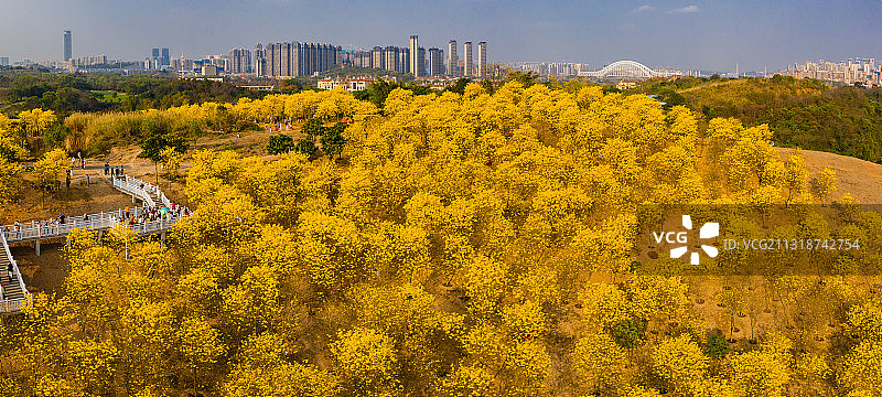 春季赏花南宁青秀山黄风铃木花图片素材