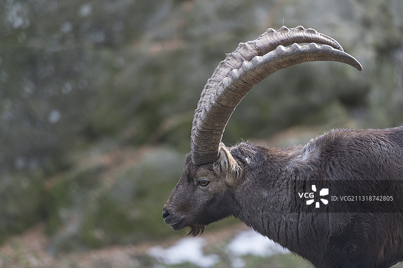 瑞士马特马克湖岩石上的野山羊侧视图图片素材