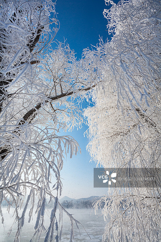 东北吉林省吉林市雾凇岛蓝天雾凇树挂图片素材