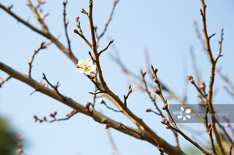 镇江南山文苑的立春——梅花初放图片素材