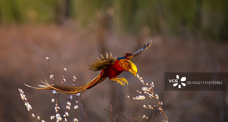 锦鸡弹梅图片素材