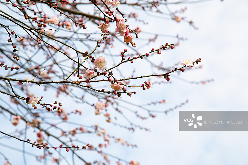 镇江南山文苑的立春——梅花开图片素材
