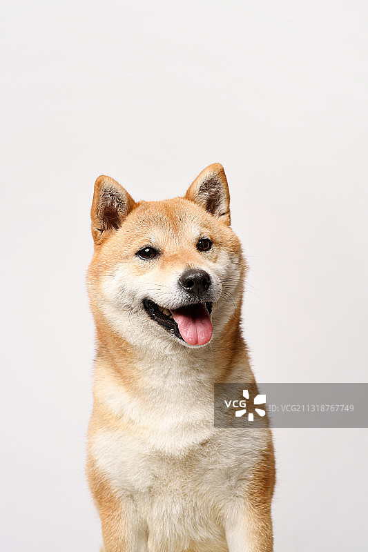 纯色背景下的柴犬图片素材