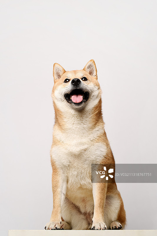 纯色背景下的柴犬图片素材