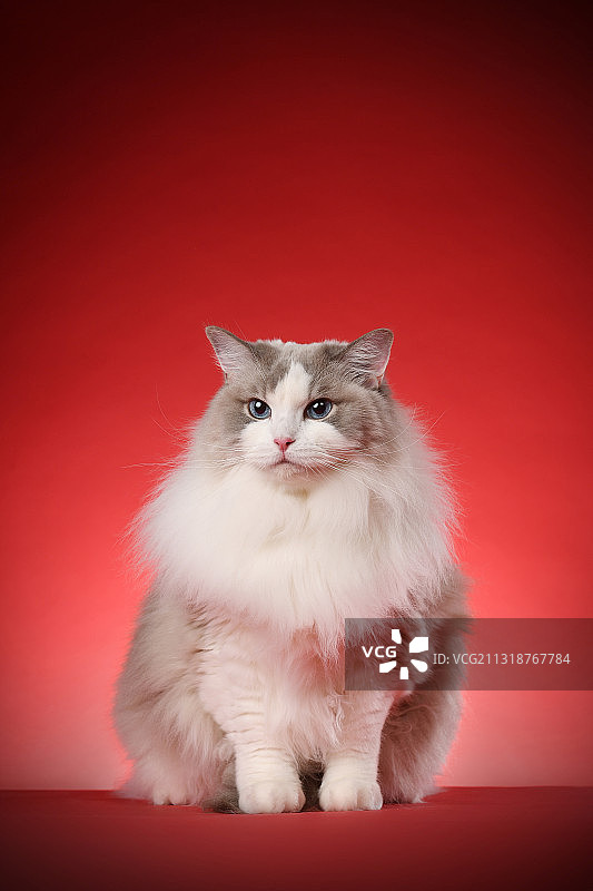 纯色背景下的布偶猫图片素材