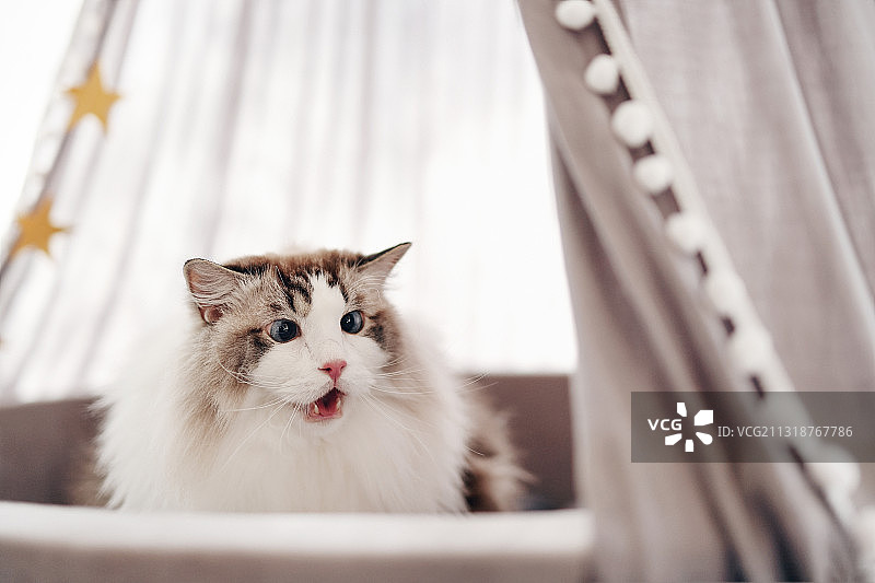 海洋球里的布偶猫图片素材