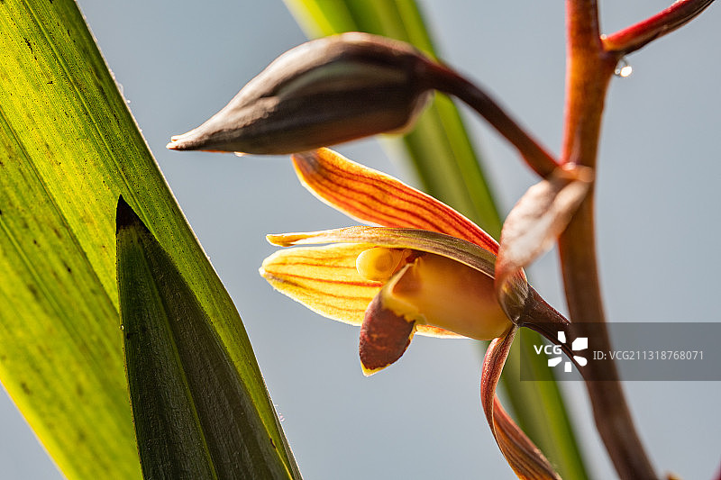 兰花特写图片素材