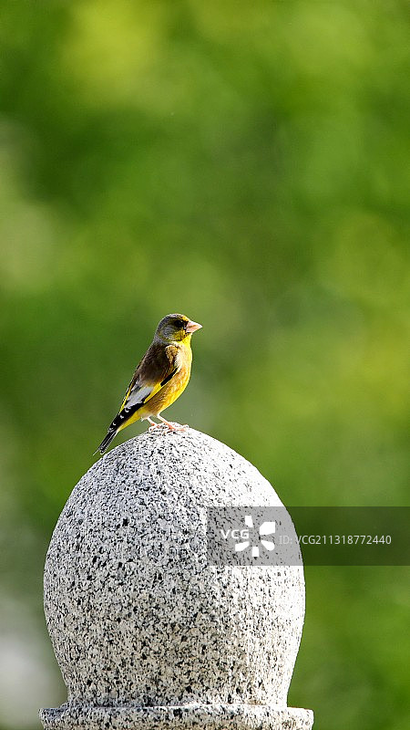 我瞧瞧图片素材