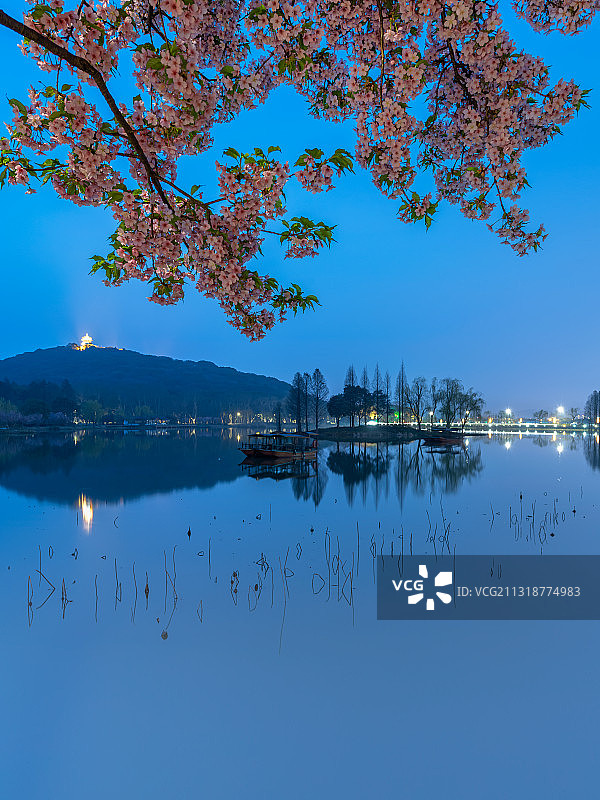 无锡太湖鼋头渚充山隐秀蓝调时刻的早樱图片素材