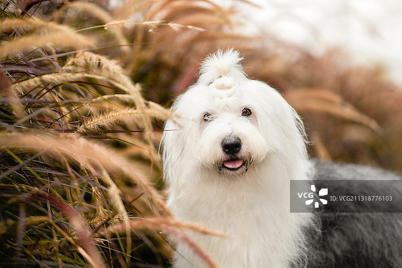 芦苇丛旁的古牧图片素材