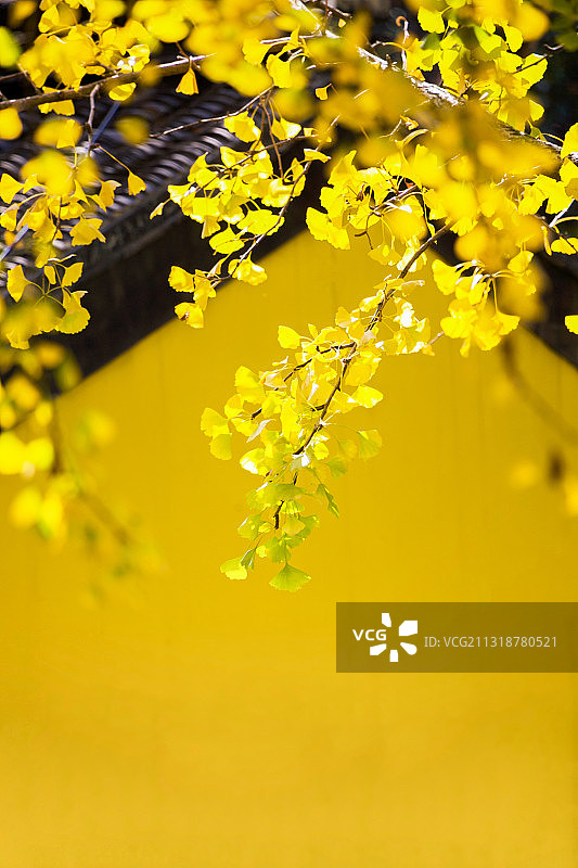 江苏省南京市雨花台风景区秋色风光图片素材