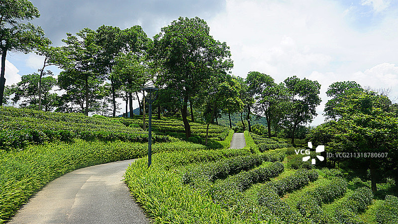 深圳 三洲茶园图片素材