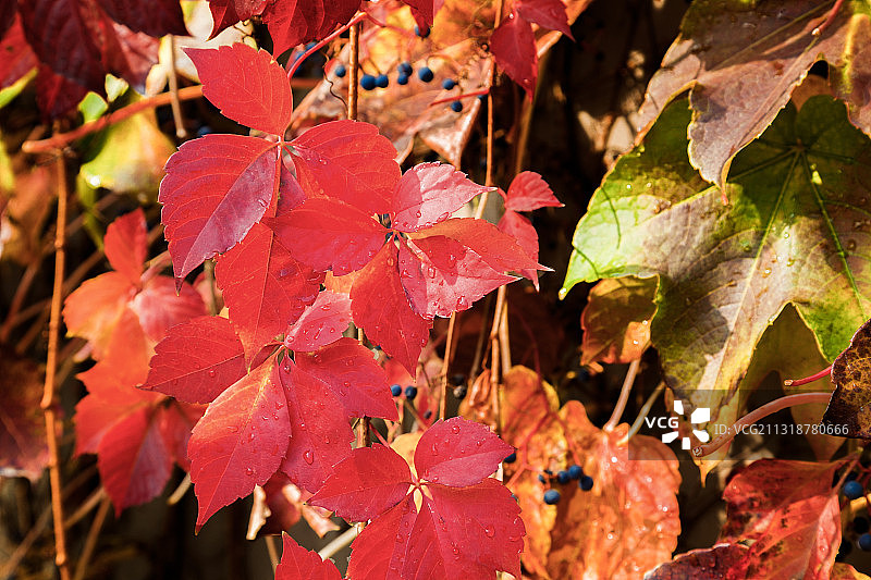 江苏省南京市雨花台风景区秋色风光图片素材