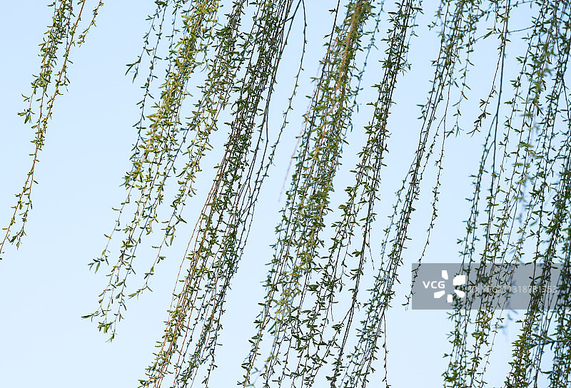 杨柳青青图片素材