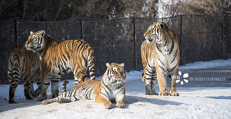 东北虎图片素材图片素材