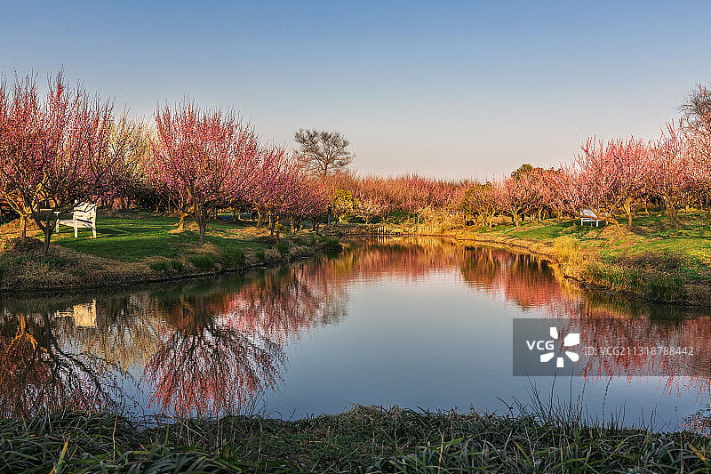 亚洲中国上海金山区花开海上生态公园梅花盛开图片素材