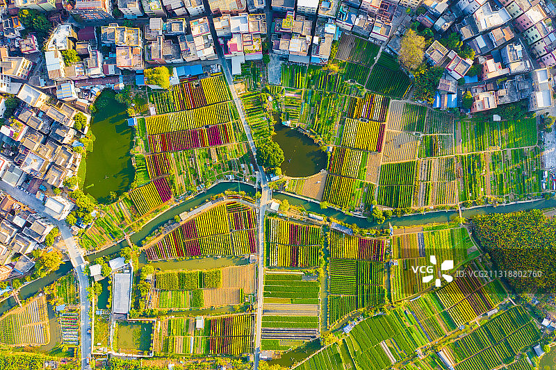 佛山市顺德区花卉种植图片素材