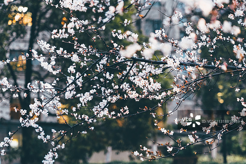 紫叶李特写图片素材