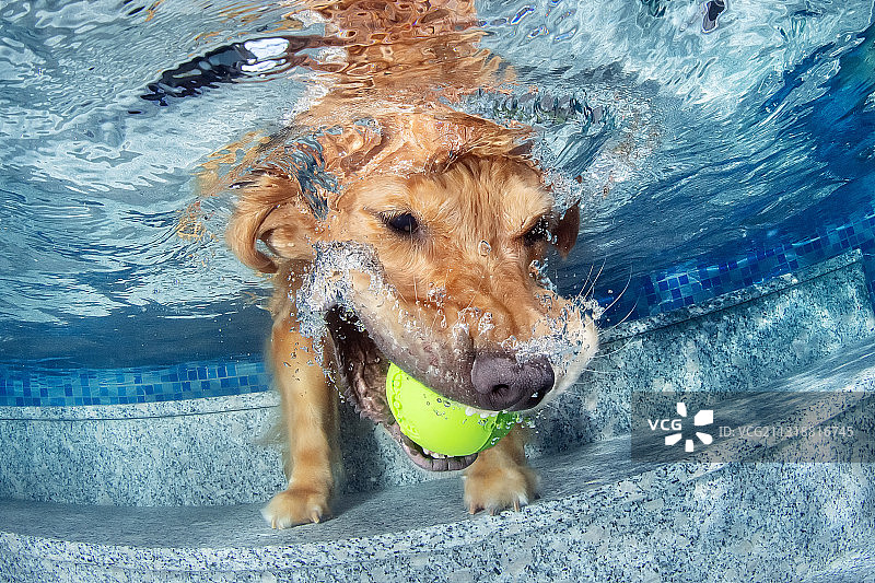 水下的金毛图片素材