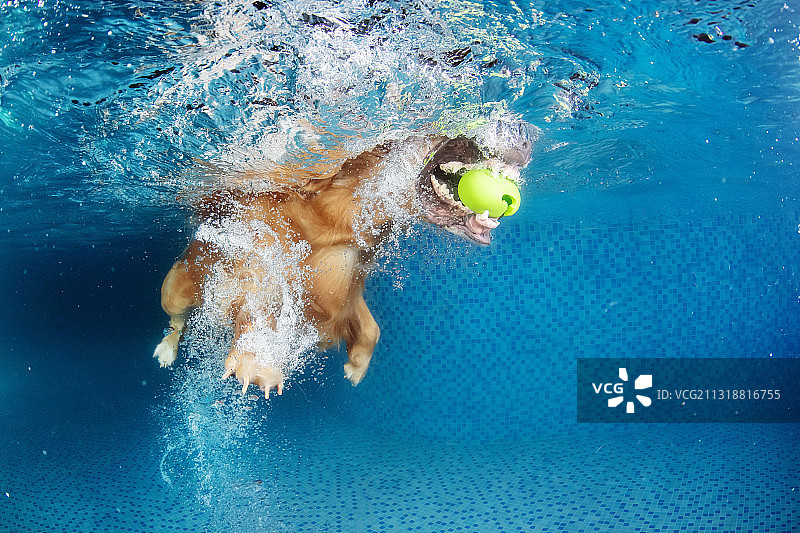 水下的金毛图片素材