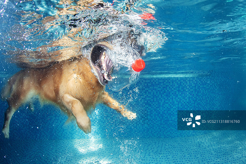 水下的金毛图片素材