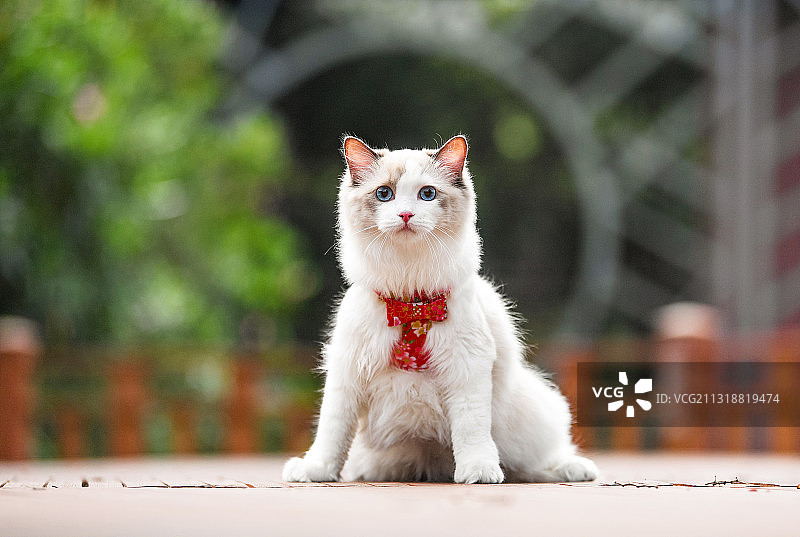 戴领结的布偶猫图片素材