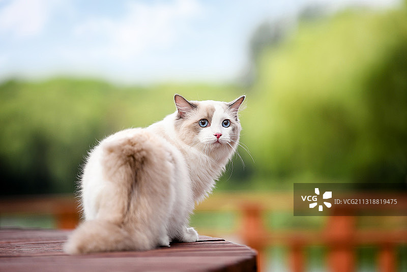 回头看的布偶猫图片素材