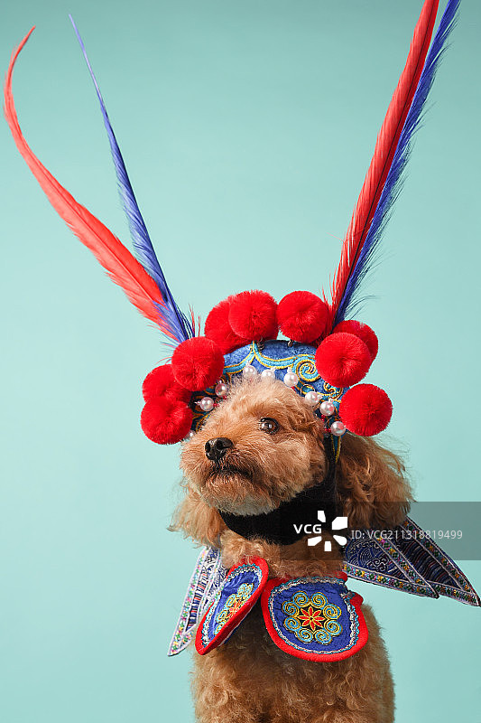 纯色背景下的泰迪图片素材